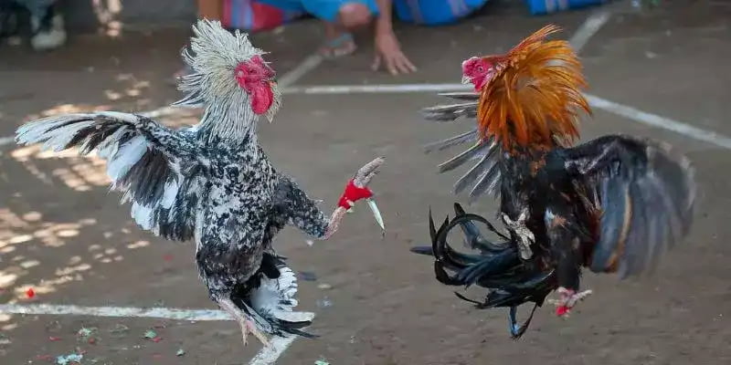 Đá gà cựa dao tính đối kháng cao
